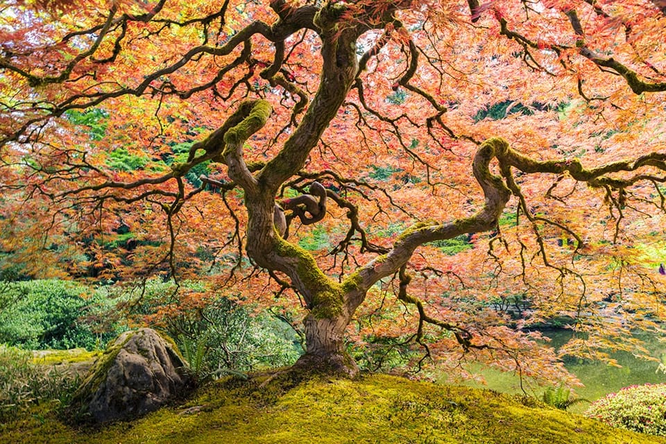 An unusually beautiful Japanese maple tree.